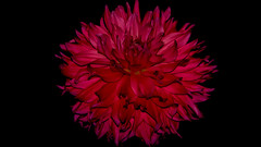Flowers dahlias black background
