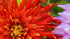 Flowers dahlias multicolor