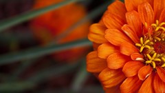 Flowers dahlias orange flowers