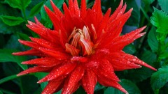 Flowers dahlias red flowers