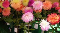 Flowers dahlias variety show
