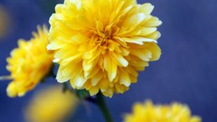 Flowers dahlias yellow flowers