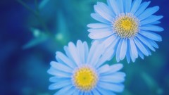 Flowers Daisy blue flowers