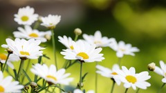 Flowers Daisy depth of