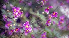 Flowers Daisy pink flowers