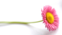 Flowers Daisy Simple Background