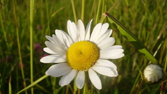 Flowers Daisy white flowers