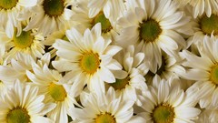 Flowers Daisy white flowers