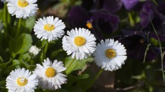 Flowers Daisy white flowers