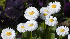 Flowers Daisy white flowers
