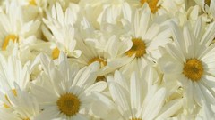 Flowers Daisy white flowers