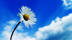 Flowers Daisy white flowers blue skies