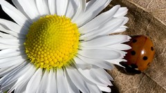 Flowers Daisy white flowers ladybirds
