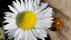 Flowers Daisy white flowers ladybirds