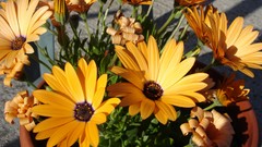 Flowers Daisy yellow flowers