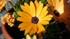 Flowers Daisy yellow flowers