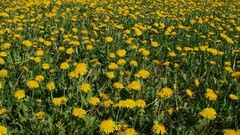 Flowers dandelions