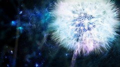 Flowers dandelions artwork digital art