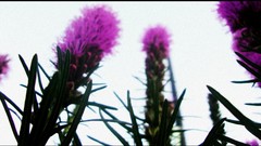 Flowers dandelions pink flowers