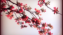 Flowers dandelions pink flowers