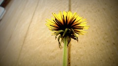 Flowers dandelions pink flowers