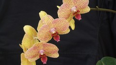 Flowers dark Orchids