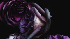 Flowers dark roses