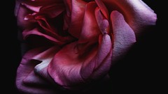 Flowers dark roses flora