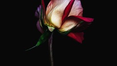 Flowers dark roses flora