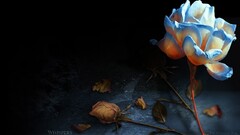 Flowers dark Simple Background black background white flowers