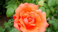 Flowers decoration roses