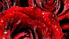 Flowers decoration roses