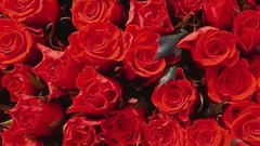 Flowers decoration roses