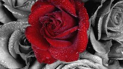 Flowers decoration selective coloring