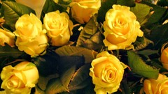 Flowers decoration Yellow Rose