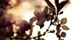 Flowers depth of field