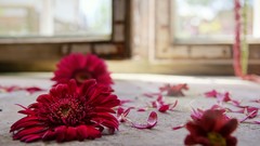 Flowers depth of field