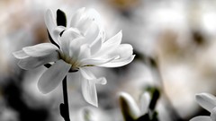 Flowers depth of field