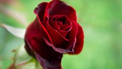 Flowers depth of field