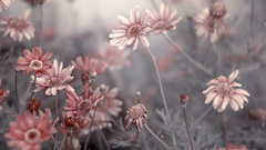 Flowers depth of field