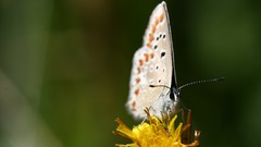 Flowers depth of field