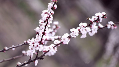 Flowers depth of field