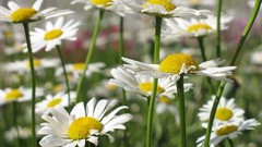 Flowers depth of field