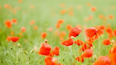 Flowers depth of field