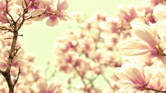 Flowers depth of field