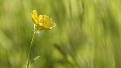 Flowers depth of field