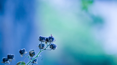 Flowers depth of field