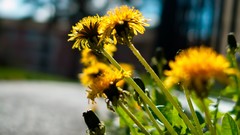 Flowers depth of field