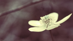 Flowers depth of field