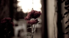 Flowers depth of field